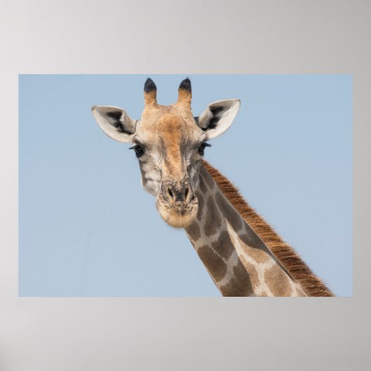 Poster Portrait d'Angolan (Devant)