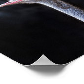 Poster portrait d'autruche (Coin)