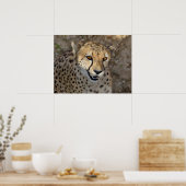 Poster Portrait de African Cheetah (Cuisine)