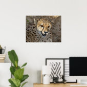 Poster Portrait de African Cheetah (Bureau à domicile)