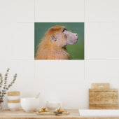Poster Portrait de babouin (Cuisine)