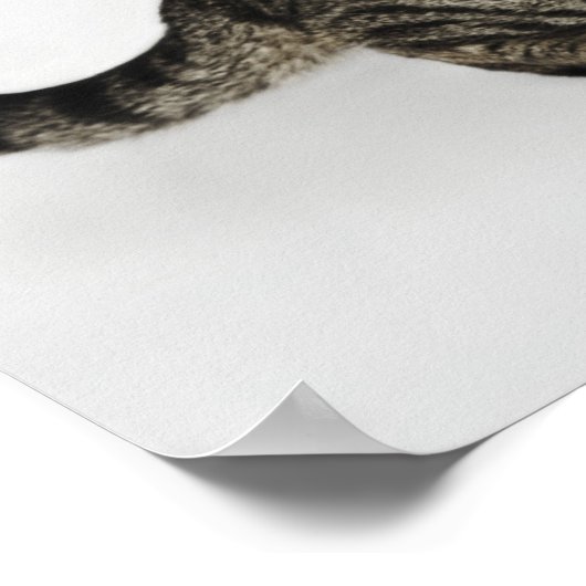 Poster Portrait de baisers de chat (Coin)