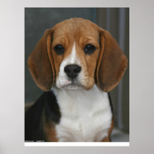 Poster Portrait de beagle