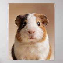 Portrait de bébé cochon d'Inde – Animal de nurseri