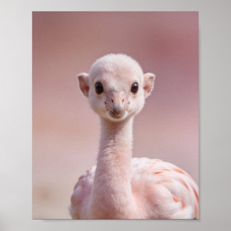 Poster Portrait de bébé flamant rose – Mur d'animaux de n