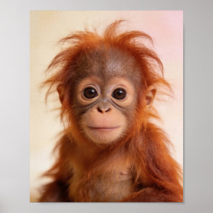 Poster Portrait de bébé orang-outan Art de la nurserie de