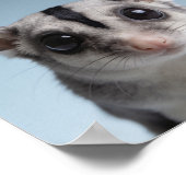 Poster Portrait de bébé phalanger volant – Douce créature (Coin)