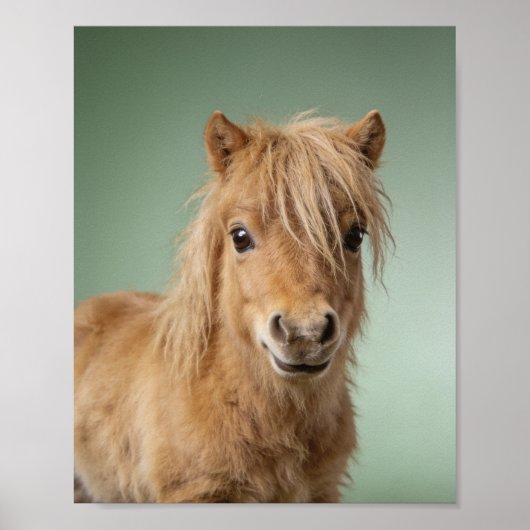 Poster Portrait de bébé poney Shetland – Douce créature d (Devant)