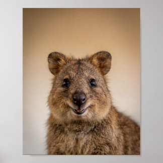 Poster Portrait de bébé quokkas – Mur d'animaux de nurser