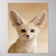 Portrait de bébé renard fennec – Joli animal de nu
