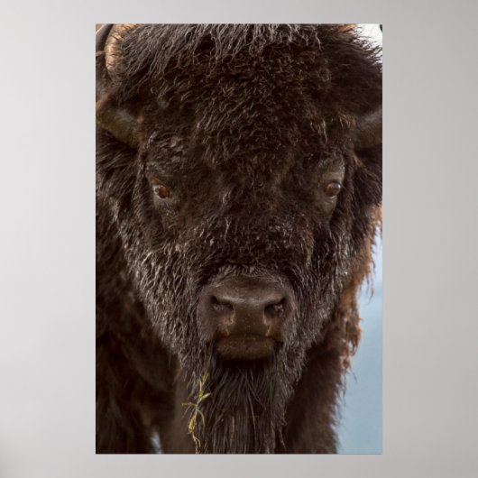 Poster Portrait de Bison Bull (Devant)