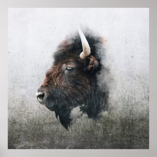 Poster Portrait de bison majestueux (Devant)