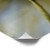 Poster Portrait de Bluetit (Coin)