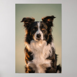 Poster Portrait de Border Collie en sauge et crème