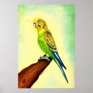 Poster Portrait de Budgie Bird