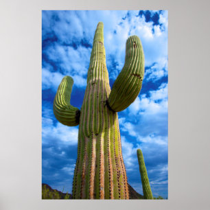 Poster Portrait de cactus Saguaro, Arizona