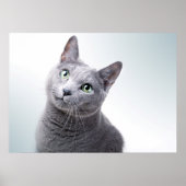 Poster Portrait de chat (Devant)