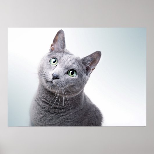 Poster Portrait de chat (Devant)