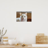 Poster Portrait de chat angora turc blanc (Cuisine)