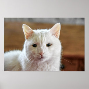 Poster Portrait de chat angora turc blanc