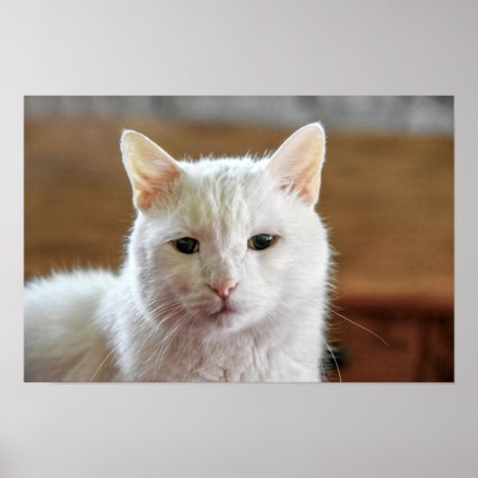 Poster Portrait de chat angora turc blanc (Devant)