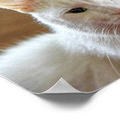 Poster Portrait de chat blanc Angora turc (Coin)