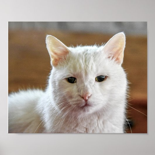 Poster Portrait de chat blanc Angora turc (Devant)