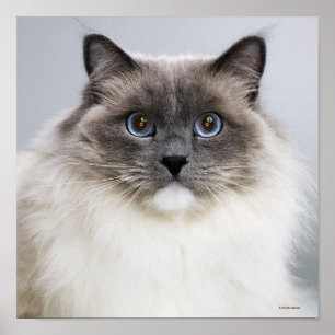 Poster Portrait de chat de Ragdoll