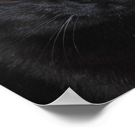 Poster Portrait de chat noir (Coin)
