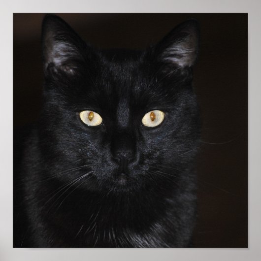 Poster Portrait de chat noir (Devant)