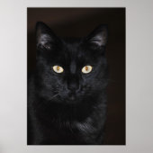 Poster Portrait de chat noir (Devant)