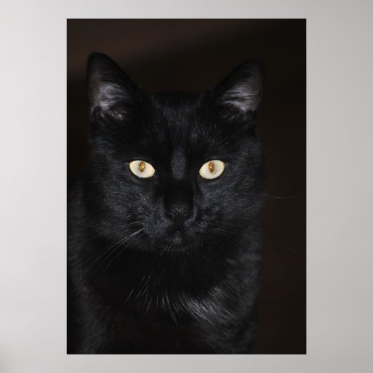 Poster Portrait de chat noir (Devant)