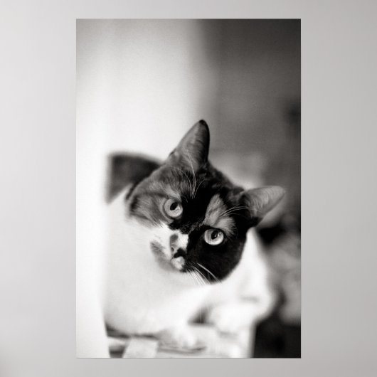 Poster Portrait de chat noir et blanc (Devant)