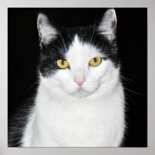 Poster Portrait de chat noir et blanc