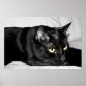 Poster Portrait de chat noir mignon (Devant)