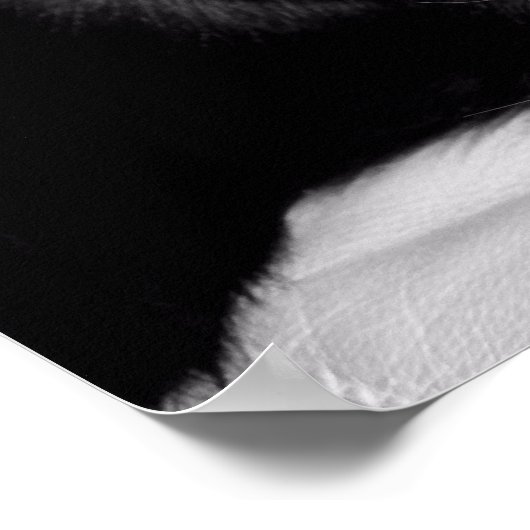 Poster Portrait de chat noir mignon (Coin)