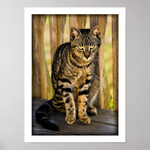 Poster Portrait de chat Tortoiseshell, Closeup Animal Pho