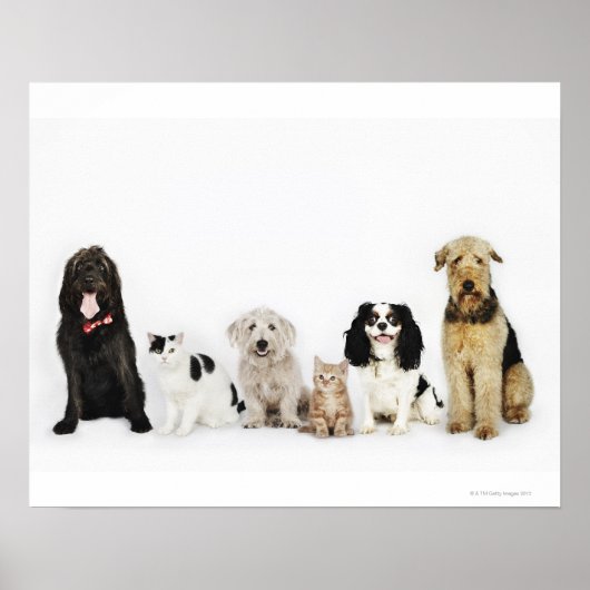 Poster Portrait de chats et de chiens assis ensemble (Devant)