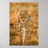 Poster Portrait de Cheetah (Devant)