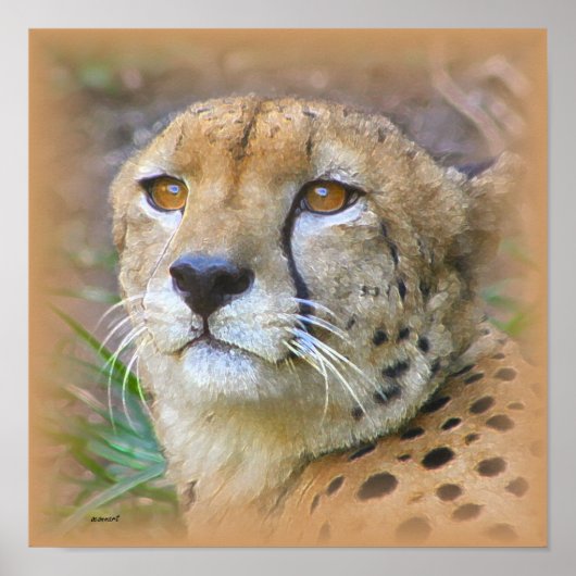 Poster Portrait de Cheetah (Devant)