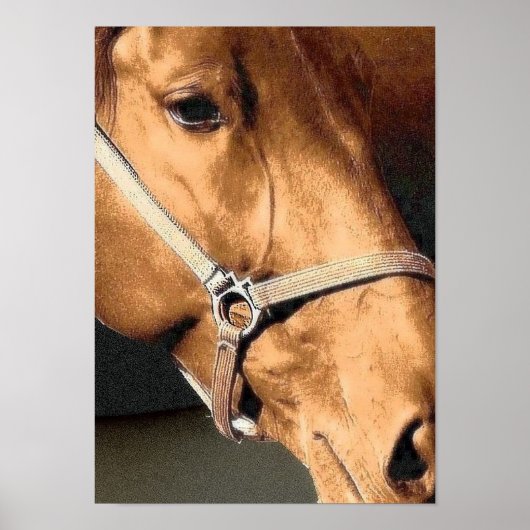 Poster Portrait de cheval (Devant)