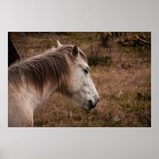 Poster Portrait de cheval (Devant)