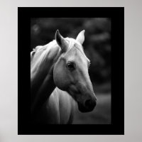 Portrait de cheval blanc noir