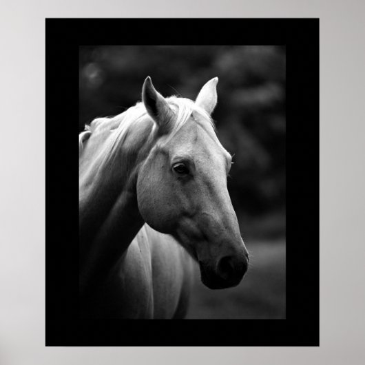 Poster Portrait de cheval blanc noir (Devant)