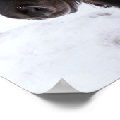 Poster portrait de cheval islandais, Islande (Coin)