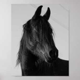 Poster Portrait de cheval noir et blanc – Élégant