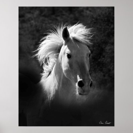 Poster Portrait de cheval V (Devant)