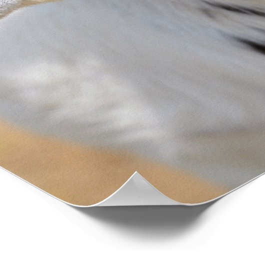 Poster Portrait de chèvre (Coin)