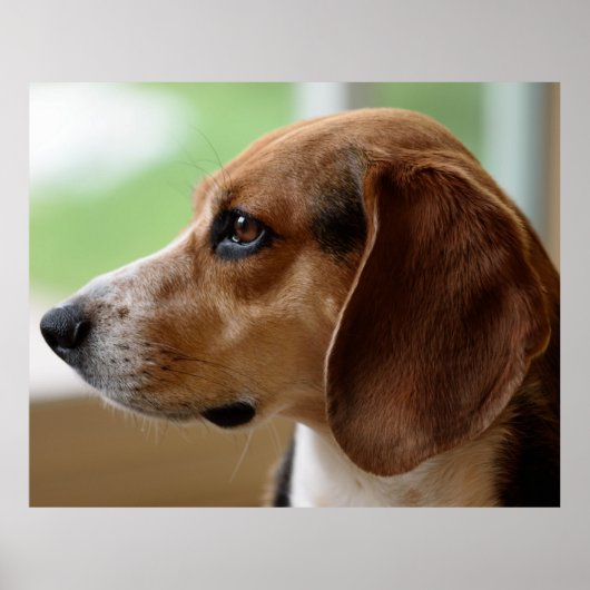 Poster Portrait de chien beagle (Devant)