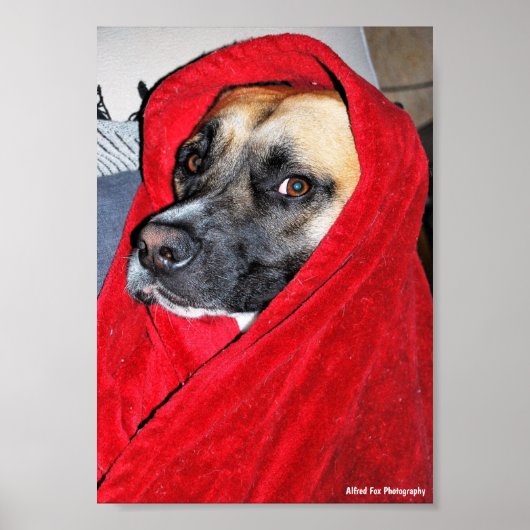 Poster Portrait de chien dans une couverture rouge (Devant)